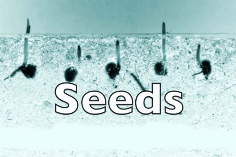 Seeds