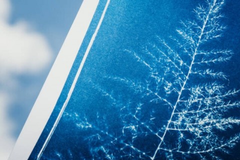 Cyanotype Class: Nature's Pleasures 