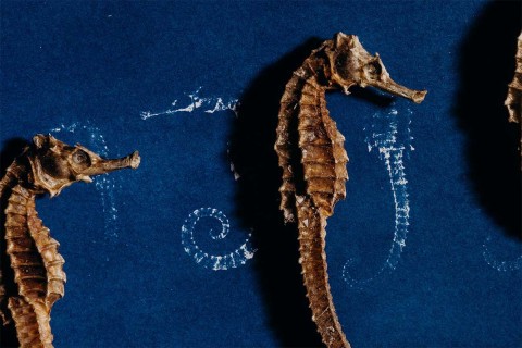 STPI X LKCNHM | The Blueprint of Nature: Cyanotype Workshop