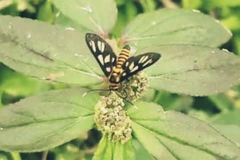 Call for submissions for The Tiger Moth Review, a new journal of art + lit